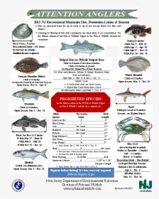 Nj Saltwater Fishing Regulations - Nj Fishing Regulations 2019, HD Png Download, Free Download