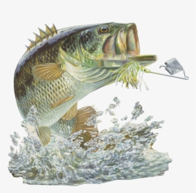 Fish Large Mouth Bass, HD Png Download, Free Download