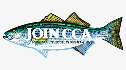 Cca Striped Bass, HD Png Download, Free Download