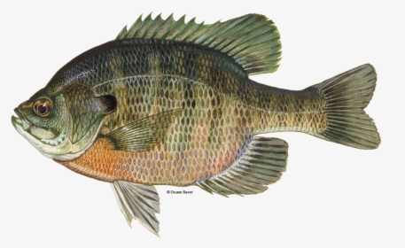Illustration Of A Bluegill - Bluegill Fish, HD Png Download, Free Download