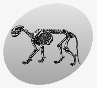 P Leo Skeleton Grey - Skeleton Cougar, HD Png Download, Free Download