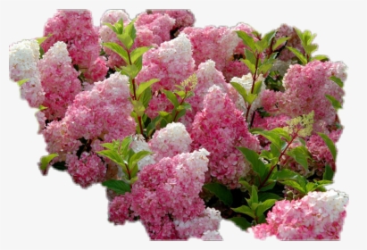 #hydrangea #raspberryice #bush #pink/white #sticker - Flowering Shrubs, HD Png Download, Free Download
