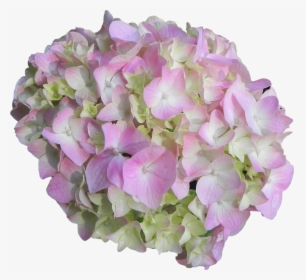 Flower,hydrangea,cut Flower - Hydrangea Serrata, HD Png Download, Free Download
