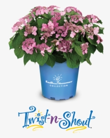 Twist And Shout Hydrangea, HD Png Download, Free Download