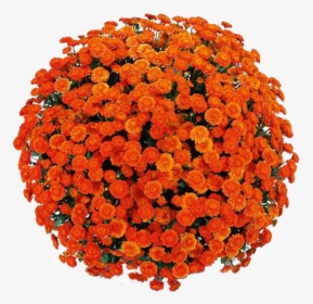 Belgian Mums® Izola Orange - Common Zinnia, HD Png Download, Free Download