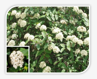 Picture - Allegheny Viburnum, HD Png Download, Free Download