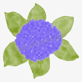 Hydrangea Use Top View Better Leaves - Rose, HD Png Download, Free Download