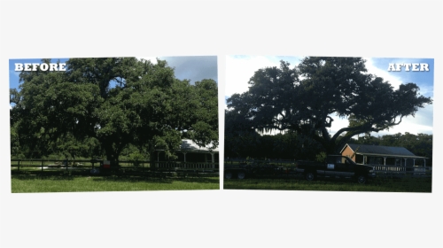 Tree Trimming Service Victoria Texas - Tree, HD Png Download, Free Download