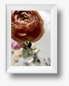 Ranunculus-1 - Garden Roses, HD Png Download, Free Download