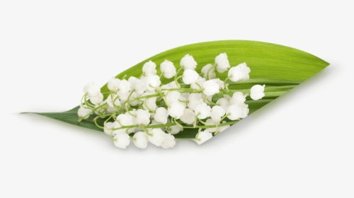 Transparent Bouquet Lily Of The Valley Png, Png Download, Free Download