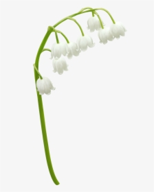 Transparent Lily Of The Valley Png - Lily Of The Valley Png, Png Download, Free Download