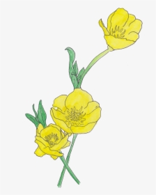 Transparent Buttercup Clipart - Creeping Buttercup Flower Drawing, HD Png Download, Free Download