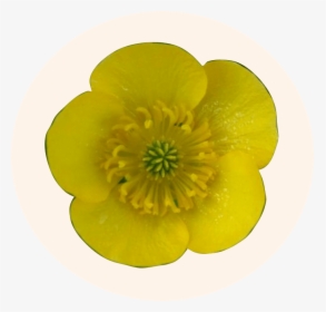 Ranunculus Repens, HD Png Download, Free Download