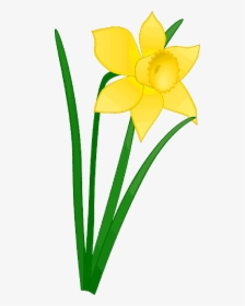 Daffodil Clipart Church Flower - Daffodil Clipart, HD Png Download, Free Download
