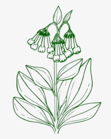 Buttercup Flower Png Transparent Images - Blue Bell Flower Coloring Pages, Png Download, Free Download