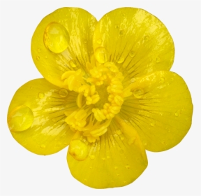 Buttercup, HD Png Download, Free Download