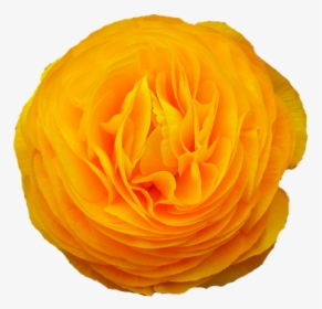 Flower, Yellow, Nature, Petals, Spring, Plant - Persian Buttercup, HD Png Download, Free Download