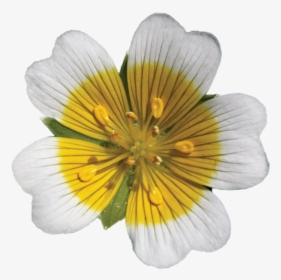 Meadowfoam Flower - 白池 花 籽 油, HD Png Download, Free Download
