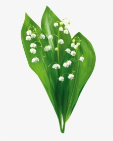 Transparent Lily Of The Valley Png - Png Картинки Ландыш, Png Download, Free Download