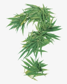 Cannabis Question, HD Png Download, Free Download