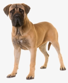 Bullmastiff - Therapy Dog Breeds, HD Png Download, Free Download