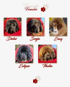 The Females - Ancient Dog Breeds, HD Png Download, Free Download