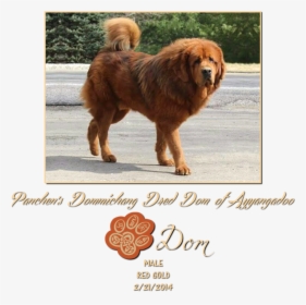 Panchens Dommichang Dred Dom Of Ayyangadoo - Ancient Dog Breeds, HD Png Download, Free Download