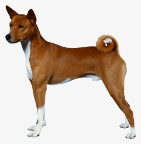 Dog Png - American Pitbull Terrier Side View, Transparent Png, Free Download