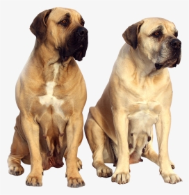 Dog Lost Weight Loose Skin, HD Png Download, Free Download