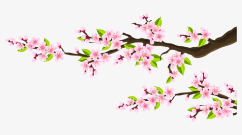 Pink Flower Branches - Cherry Blossom, HD Png Download, Free Download