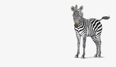 Petaluma Orthodontics - Zebras - Zebra, HD Png Download, Free Download
