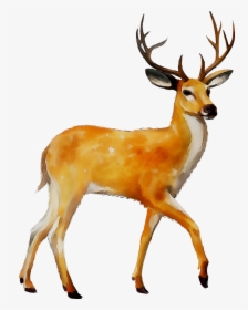 White-tailed Deer Clip Art Moose Mule Deer - Deer Png, Transparent Png, Free Download