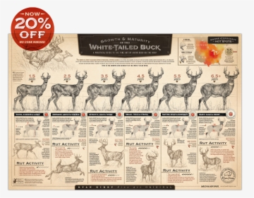 Ryan Kirby Growth Maturity Whitetail Buck Poster Deer - Growth And Maturity Of The Whitetail Buck, HD Png Download, Free Download