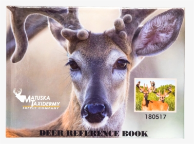 Whitetail Deer Eye Reference, HD Png Download, Free Download
