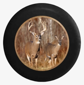 Wild Kratts Whitetail Deer , Transparent Cartoons - Wild Kratts Whitetail Deer, HD Png Download, Free Download