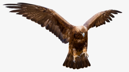 Transparent Mexico Eagle Png - Golden Eagle, Png Download, Free Download