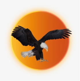 Eagle Country - Golden Eagle, HD Png Download, Free Download