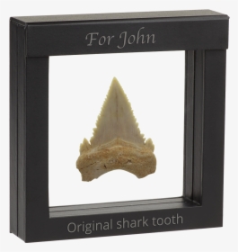 Authentic Shark´s Tooth Fossil - Framed Shark Tooth, HD Png Download, Free Download