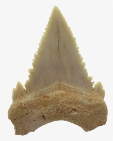 Authentic Shark´s Tooth Fossil - Quartz, HD Png Download, Free Download