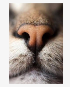 #cute #animal #nose #cat #catnose #freetoedit - Truffe Chat, HD Png Download, Free Download