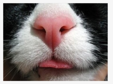 #cute #animal #nose #cat #catnose #freetoedit - Cat Nose Close Up, HD Png Download, Free Download