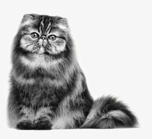 Royal Persian Cat , Png Download - Persian Cat Cartoon Grey Png, Transparent Png, Free Download