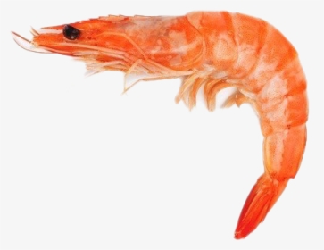 Shrimp Free Png Image - Shrimps Fish, Transparent Png, Free Download