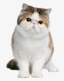 Exotic Coon British Cat American Persian Shorthair - Exotic Shorthair, HD Png Download, Free Download