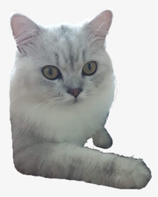 #munnie #kitten #cat #persiancat #freetoedit - Domestic Short-haired Cat, HD Png Download, Free Download