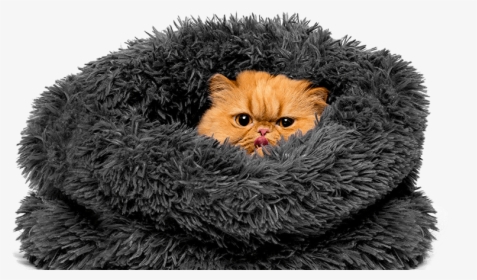 Cat Beds Products Hero Image - Persian, HD Png Download, Free Download