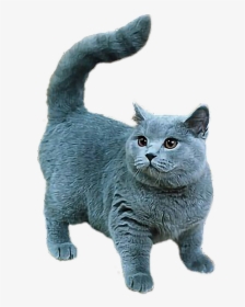 #persian#cat - British Short Leg Cat, HD Png Download, Free Download