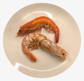 Shrimp Raised In Filtered Salt Water Systems%2c Like - Botan Shrimp, HD Png Download, Free Download