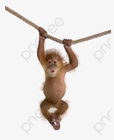 Monkeys On A Clipart Macaque Image And - Monkey Png Transparent, Png Download, Free Download
