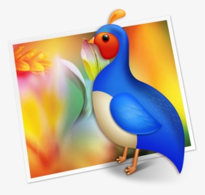 Seabird, HD Png Download, Free Download
